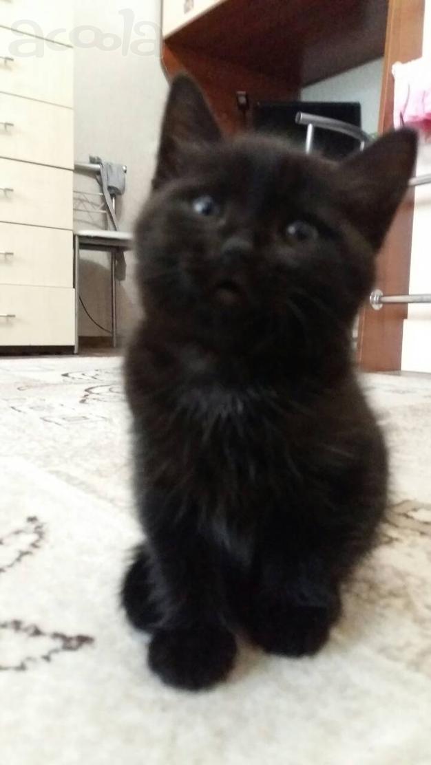 Чёрный котенок в хорошие руки
