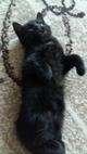 Чёрный котенок в хорошие руки